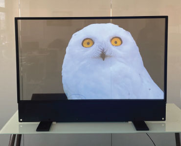 Free-Standing Transparent OLED
